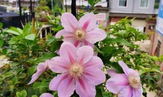 养花半年发现是假花