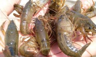 小龙虾的心脏在哪里