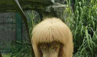 齐刘海狮子换大背头