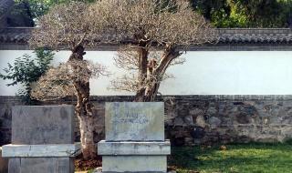 齐刘海狮子换大背头